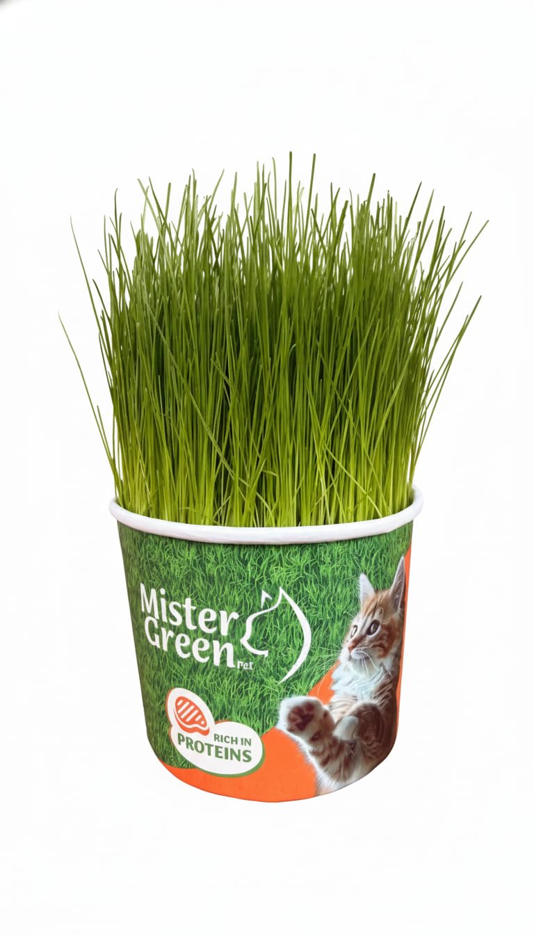 Cat Grass Grow Kit H551352