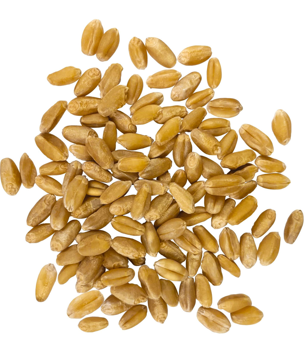 Hard White Wheat Berries 50 lbs P46801